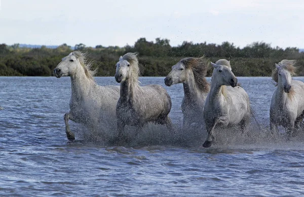 stock image Camargue Horse, Herd Galloping through Swamp, Saintes Marie de la Mer in The South of France