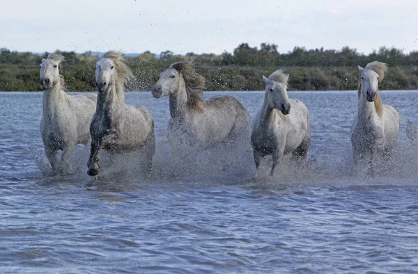Kamarg Horse Herd Galloping Swamp Saintes Marie Mer Jih France — Stock fotografie