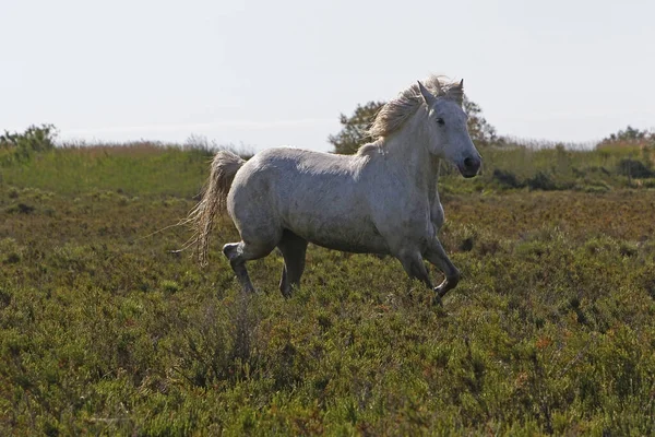 Cavallo Camargue Piedi Meadow Saintes Marie Mer Nel Sud Della — Foto Stock