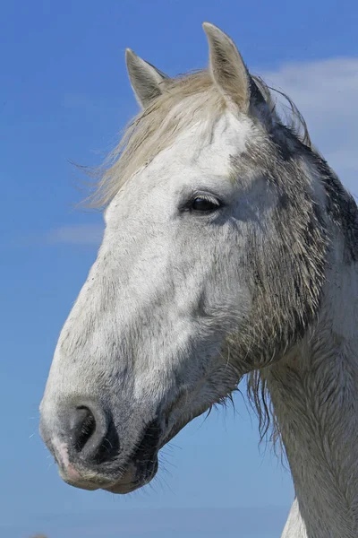 Cavalo Camargue Retrato Adulto Saintes Marie Mer Sul França — Fotografia de Stock