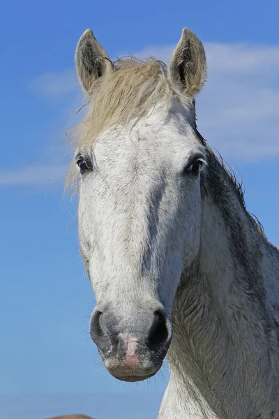 Cavallo Camargue Ritratto Adulto Saintes Marie Mer Nel Sud Della — Foto Stock