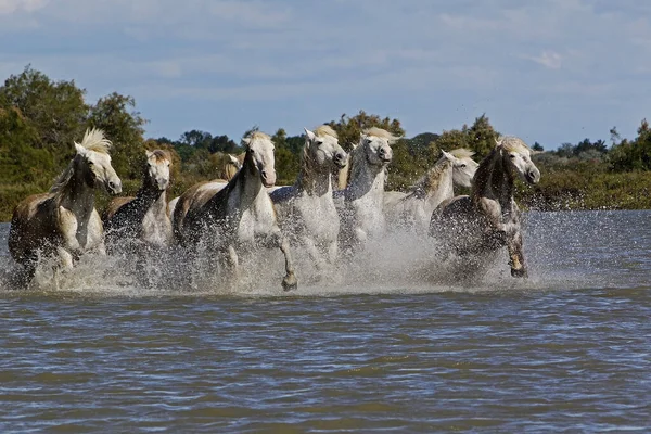 Camargue Horse Herd Galloping Swamp Saintes Marie Mer Soance — 图库照片