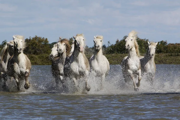 Camargue Horse Cheval Gallouant Baie Sainte Marie Mer Dans Sud — Photo