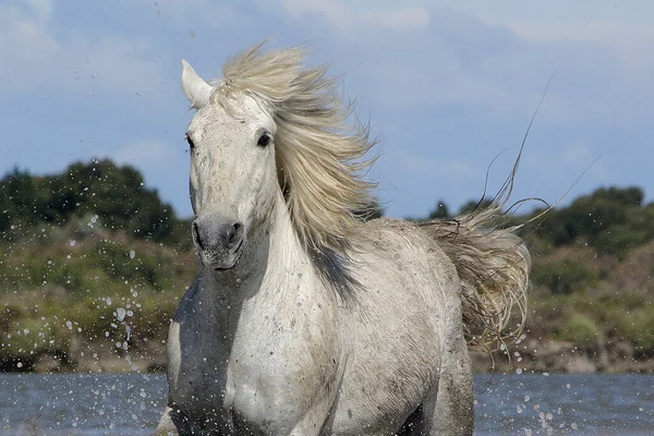 Camargue Horse Standing Swamp Saintes Marie Mer Södra Frankrike — Stockfoto