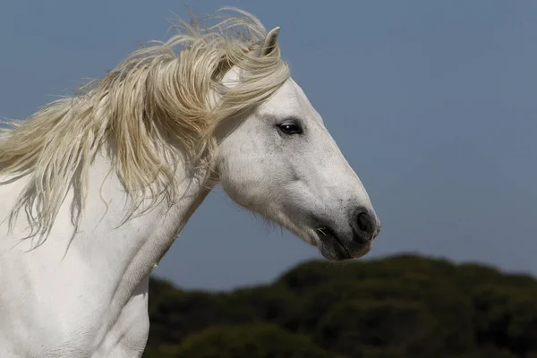 Camargue Horse Csődör Portréja Szent Marie Mer Dél Franciaországban — Stock Fotó