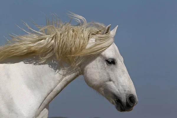 Cavalo Camargue Retrato Garanhão Saintes Marie Mer Sul França — Fotografia de Stock