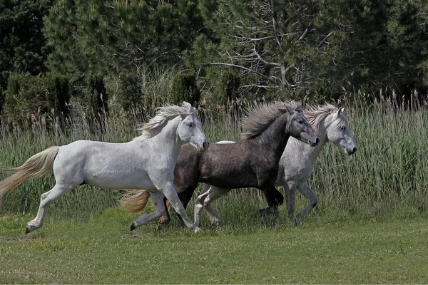 Camargue Horse Trotting Meadow Saintes Marie Mer Sur Francia — Foto de Stock