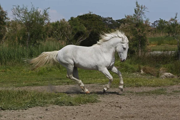 Cavalo Camargue Galopando Pelo Prado Saintes Marie Mer Sul França — Fotografia de Stock