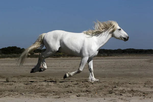 Camargue Horse Hengst Galloping Beach Saintes Marie Mer Camargue Zuid — Stockfoto
