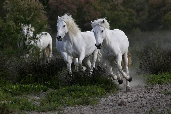 Camargue Horse Herd Galloping Saintes Marie Mer South France — 스톡 사진