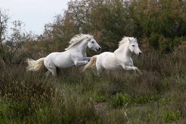 Camargue Pferd Paar Galoppiert Saintes Marie Mer Südfrankreich — Stockfoto