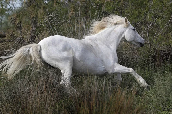 Camargue Horse Adult Galloping Saintes Marie Mer South France — Stock Photo, Image