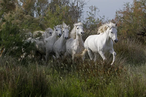 Camargue Horse Herd Saintes Marie Mer South France — 图库照片