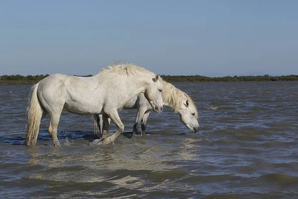 Camargue Horses Standing Swamp Saintes Marie Mer South France — Stock Photo, Image