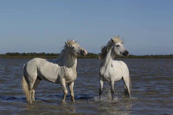 Camargue Horse Stallions Standing Swamp Saintes Marie Mer Camargue South — Stock Photo, Image