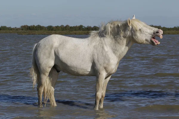 Cavalo Camargue Pântano Bocejo Saintes Marie Mer Sul França — Fotografia de Stock