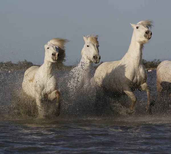 Kamarg Horse Herd Galloping Swamp Saintes Marie Mer Jih France — Stock fotografie