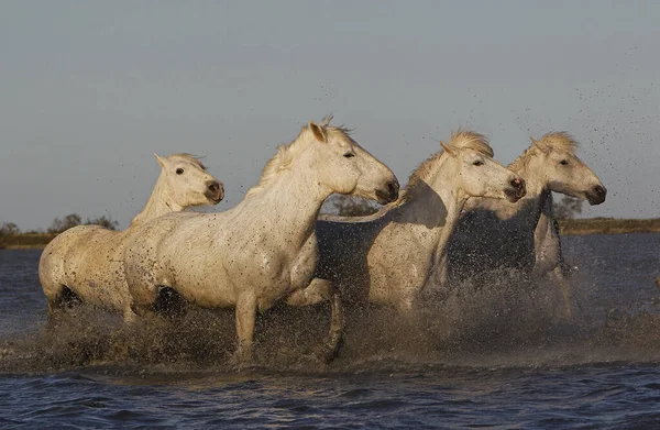 Camargue Horse Herd Swamp Saintes Marie Mer Süden Frankreich — Stockfoto