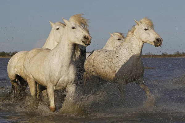 Camargue Horse Grupo Galopando Por Pantano Saintes Marie Mer Sur — Foto de Stock