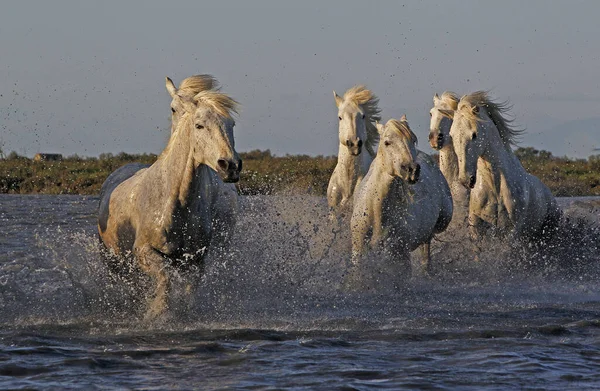 CAMARG Atı, HERD BATAKANLIĞI, FRANSA 'NIN GÜNEY MARIE DE LA MER