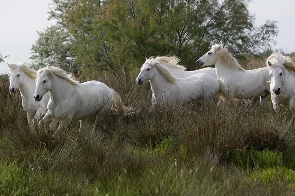 Camargue Pferd Herde Saintes Marie Mer Süden Frankreichs — Stockfoto