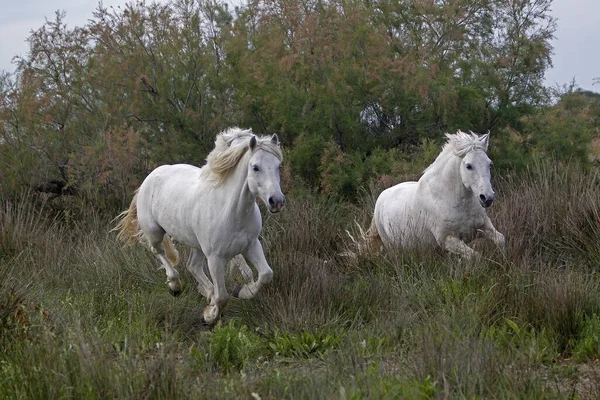 Camargue Horse Pair Galloping Saintes Marie Mer Dél Franciaországban — Stock Fotó