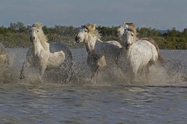 Camargue Horse Herd Swamp Saintes Marie Mer Jiuth France — Stock fotografie