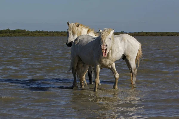 Camargue Horse Standing Swamp Saintes Marie Mer South France — Stock Photo, Image