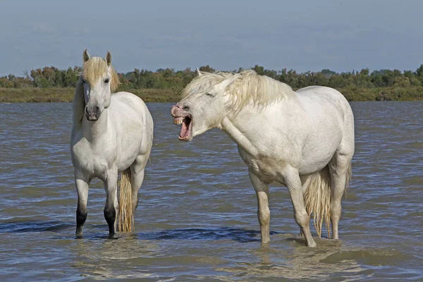 Camargument Horse Standing Swamp Yawning Saintes Marie Mer South France — 스톡 사진