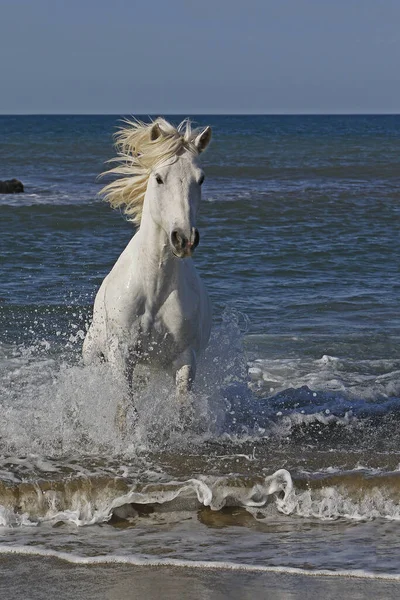 Camargue Horse Galloping Sea Saintes Marie Mer Camargue Södra Frankrike — Stockfoto