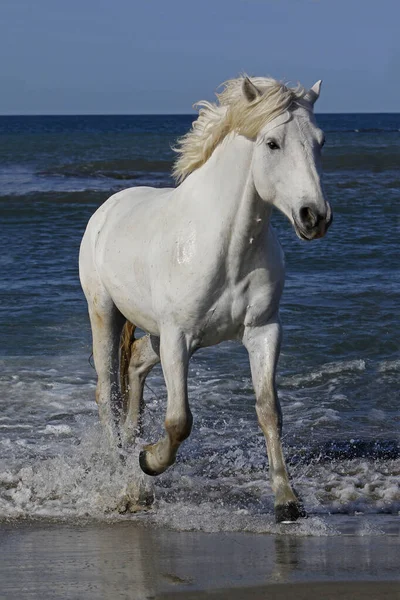 Cavalo Camargue Galopando Mar Saintes Marie Mer Camargue Sul França — Fotografia de Stock
