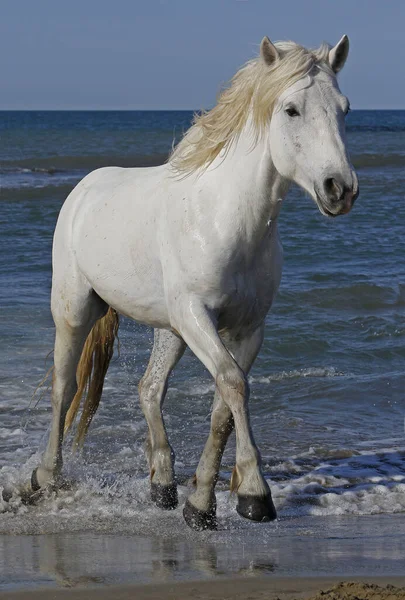 Camargue Horse Trotting Beach Saintes Marie Mer Camargue Sul França — Fotografia de Stock