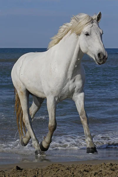 Camargue Horse Trotting Beach Saintes Marie Mer Camargue Södra Frankrike — Stockfoto