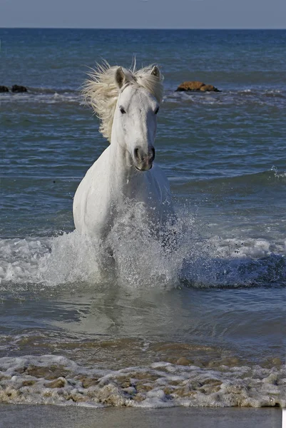 Camargue Horse Galloping Sea Saintes Marie Mer Camargue Södra Frankrike — Stockfoto