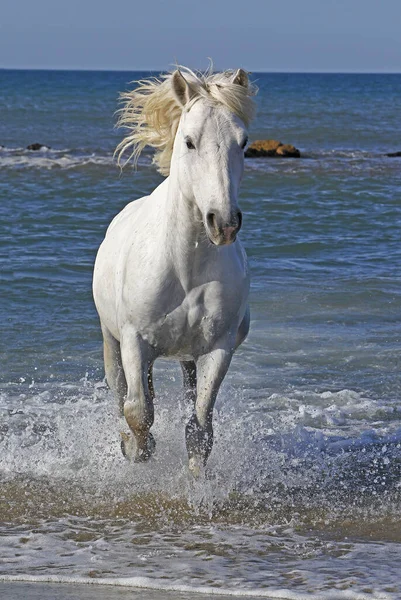 Cavalo Camargue Galopando Mar Saintes Marie Mer Camargue Sul França — Fotografia de Stock