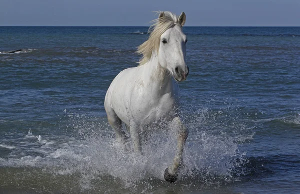 Camargue Horse Galloping Sea Saintes Marie Mer Camargue Dél Franciaországban — Stock Fotó