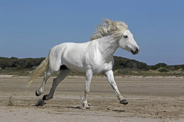 Camargue Horse Hingst Galloping Beach Saintes Marie Mer Camargue Södra — Stockfoto