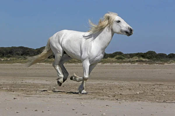 Cavalo Camargue Garanhão Galopando Praia Saintes Marie Mer Camargue Sul — Fotografia de Stock