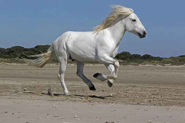 Camargue Horse Stallion Galloping Beach Saintes Marie Mer Camargument South — 스톡 사진