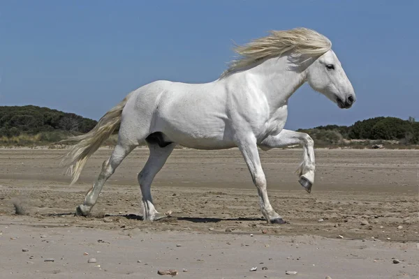 Horse Stallion Galloping Beach Saintes Marie Mer Camarging South France — стокове фото
