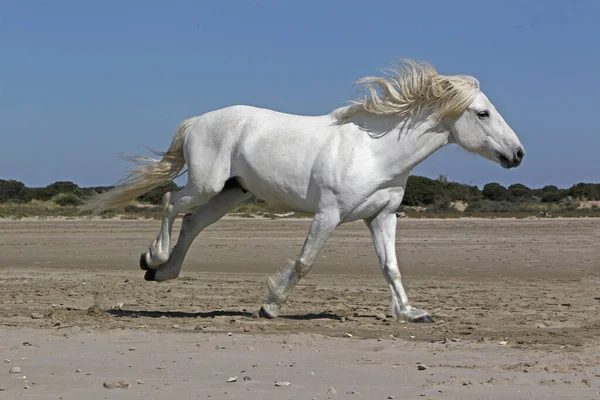 Cavallo Camargue Stallone Galloping Sulla Spiaggia Saintes Marie Mer Camargue — Foto Stock