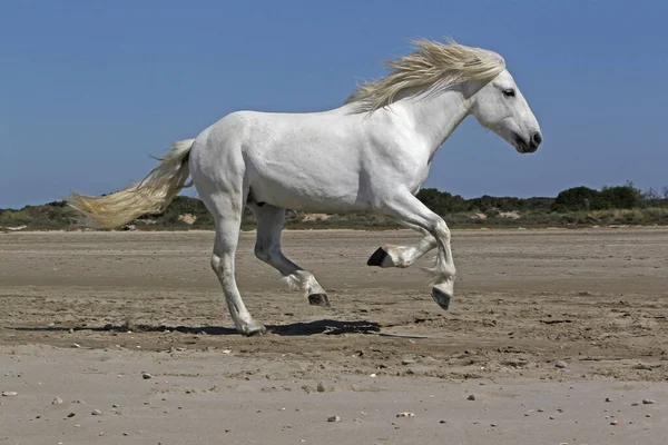 Horse Stallion Galloping Beach Saintes Marie Mer Camarging South France — стокове фото