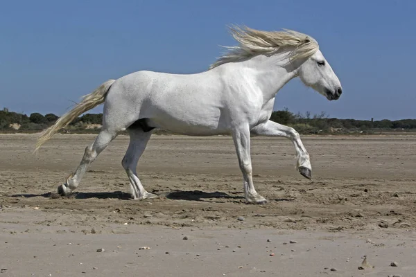 Cavallo Camargue Stallone Galloping Sulla Spiaggia Saintes Marie Mer Camargue — Foto Stock