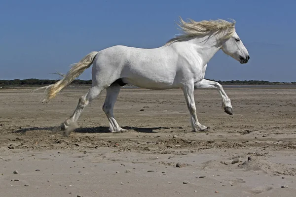 Camargue Horse Hingst Galloping Beach Saintes Marie Mer Camargue Södra — Stockfoto