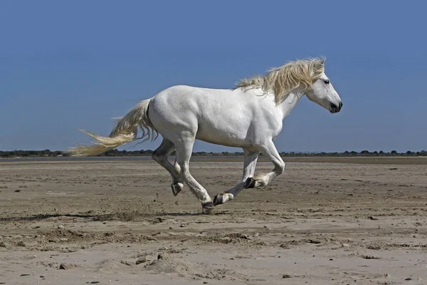 Camargue Horse Stallion Galloping Beach Saintes Marie Mer Camargument South — 스톡 사진