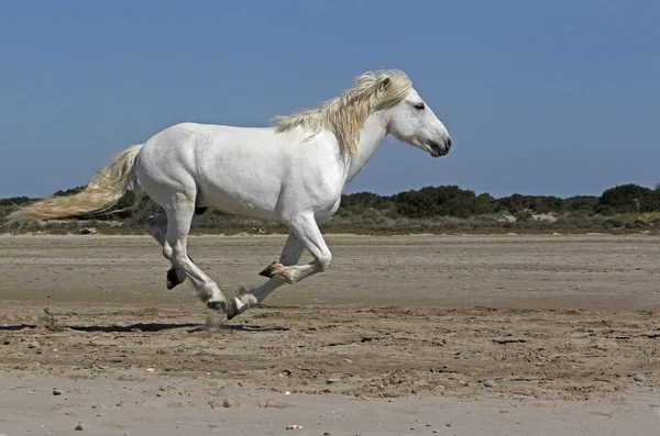 Cavalo Camargue Garanhão Galopando Praia Saintes Marie Mer Camargue Sul — Fotografia de Stock
