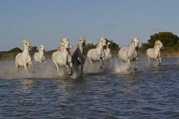 Camargue Horse Herd Galloping Swamp Saintes Marie Mer Franciaország Déli — Stock Fotó