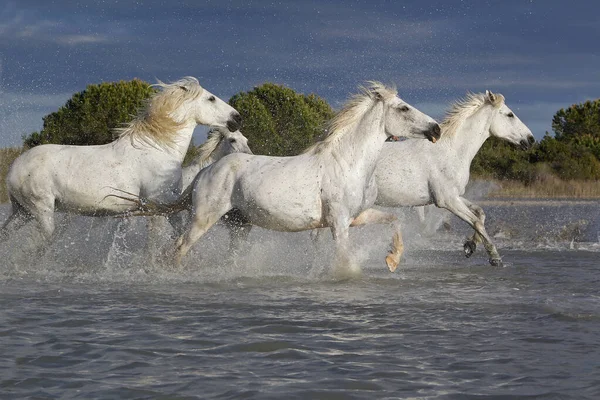 Camargue Horse Skupina Cválající Bažinou Saintes Marie Mer Jihu Francie — Stock fotografie