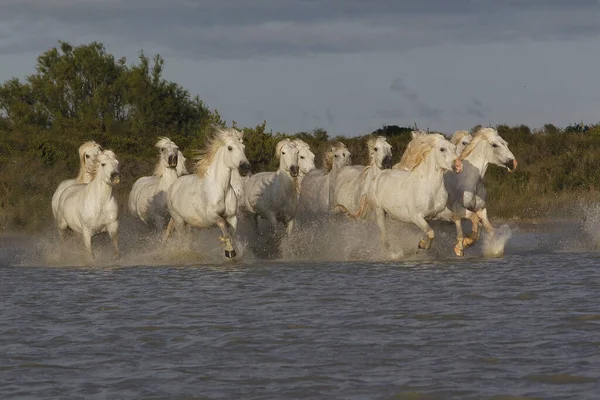 Camargue Horse Herd Galloping Swamp Saintes Marie Mer South France — Stock Photo, Image