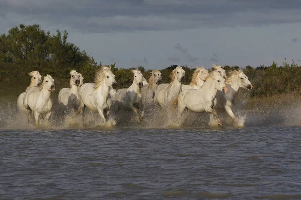 Camargue Horse Herd Galloping Swamp Saintes Marie Mer South France — Fotografia de Stock